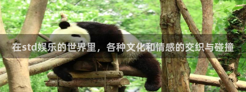 新城平台平台：在std娱乐的世界里，各种文化和情感的交织与碰撞